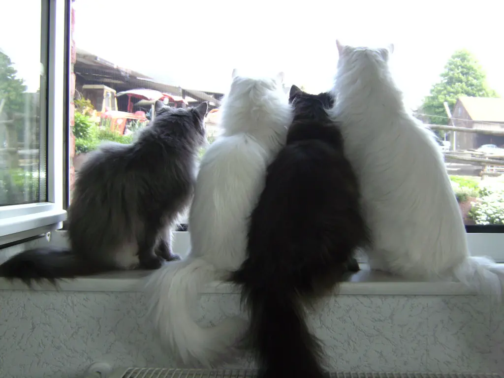 Condolence image of Mari mit Charity, Whisper, Frodo und Bilbo im Herzen