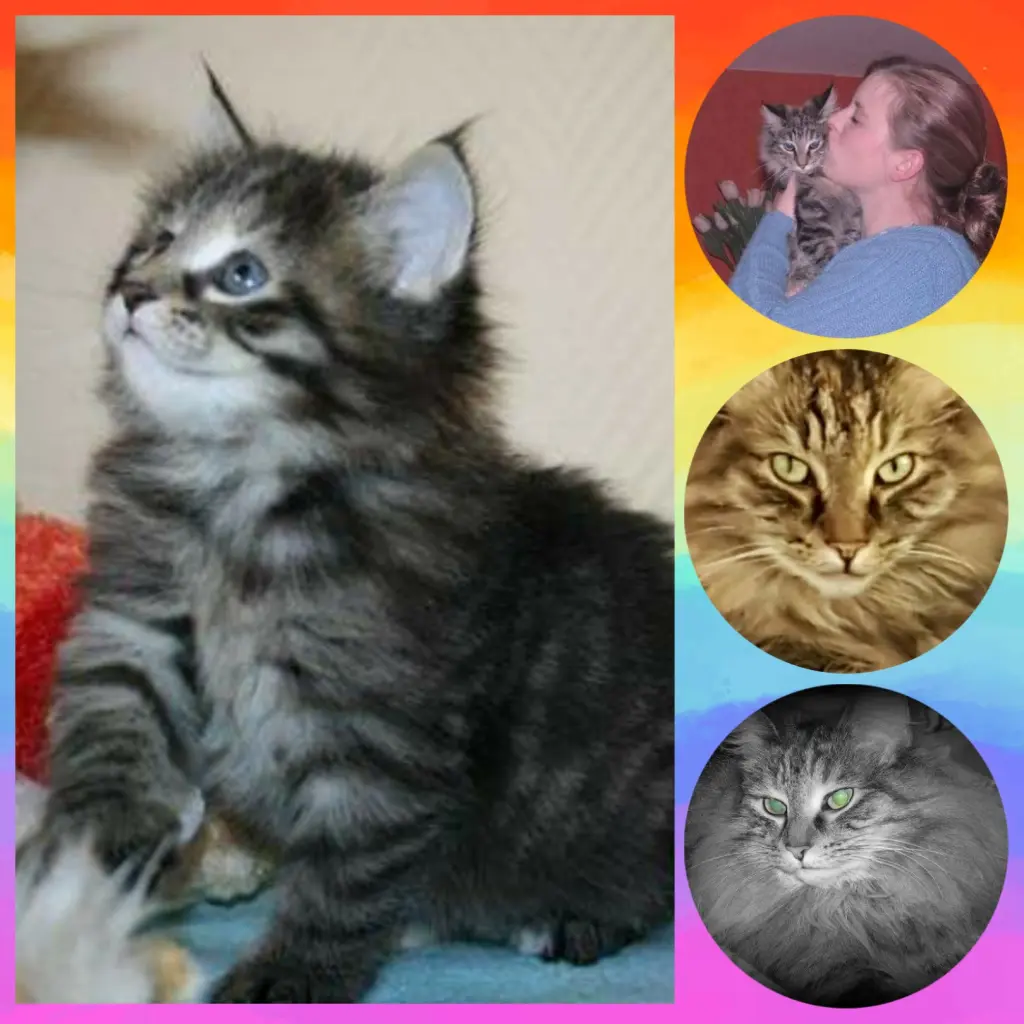 Image from Kyssa