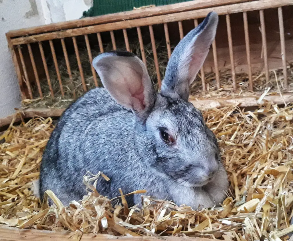 Image from Merle