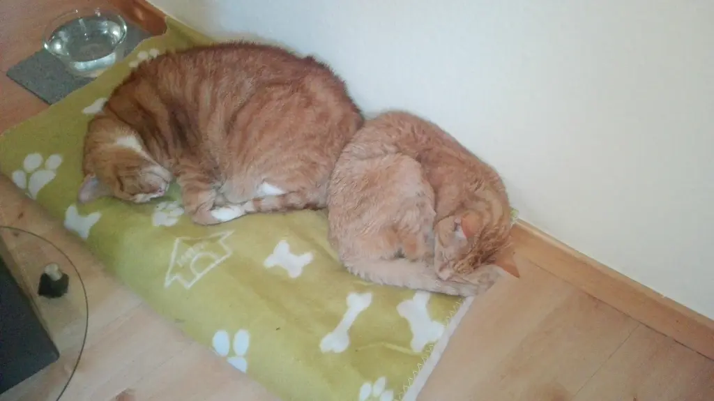 Image from Ronja