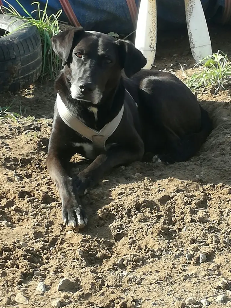 Image from Alitis