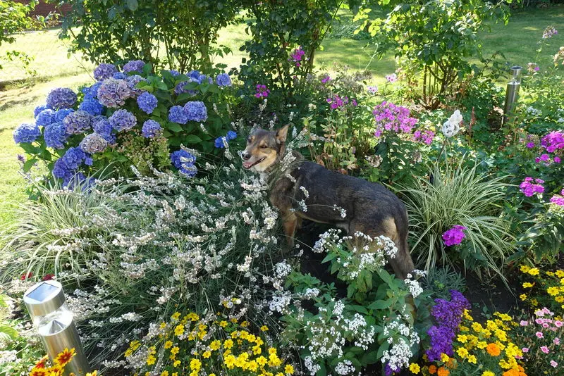 Image from Lilli