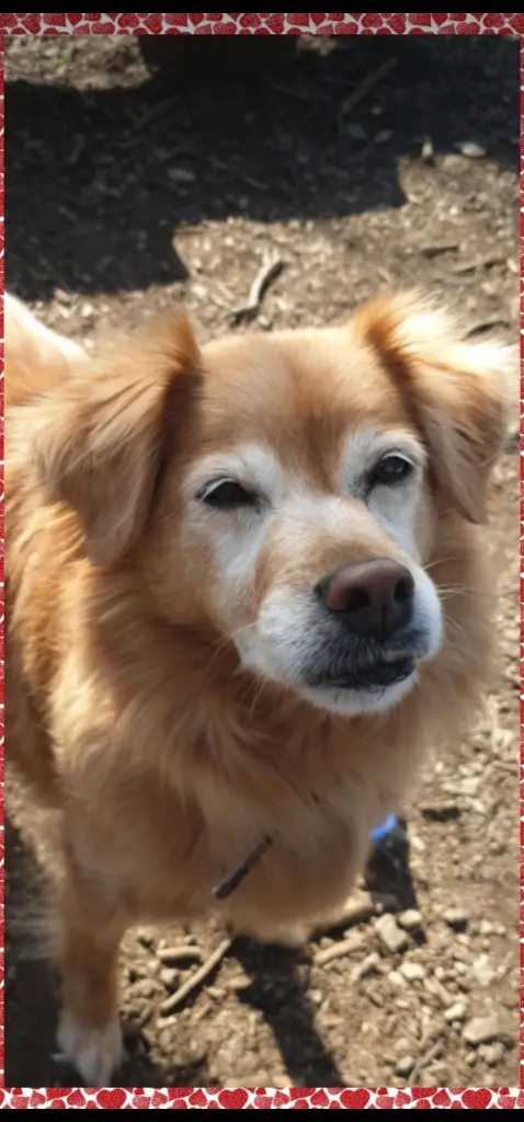 Condolence image of Mandy mit meiner Daisy im Herzen