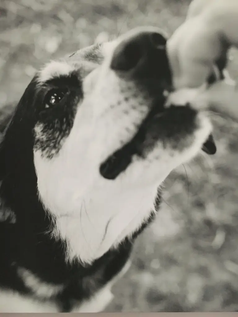 Image from Mocha