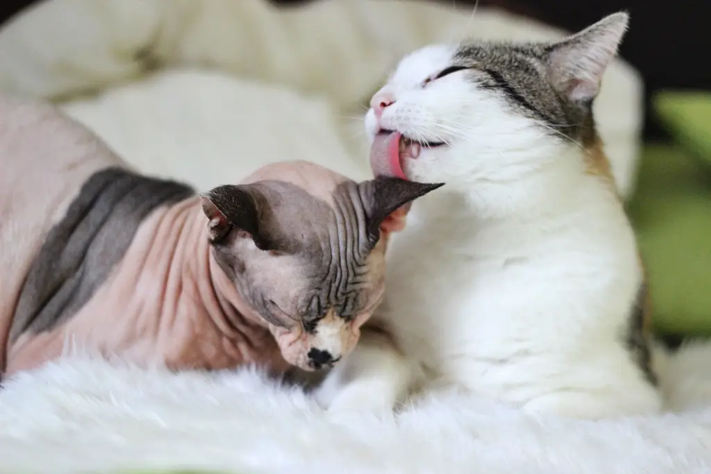 Image from Shelby