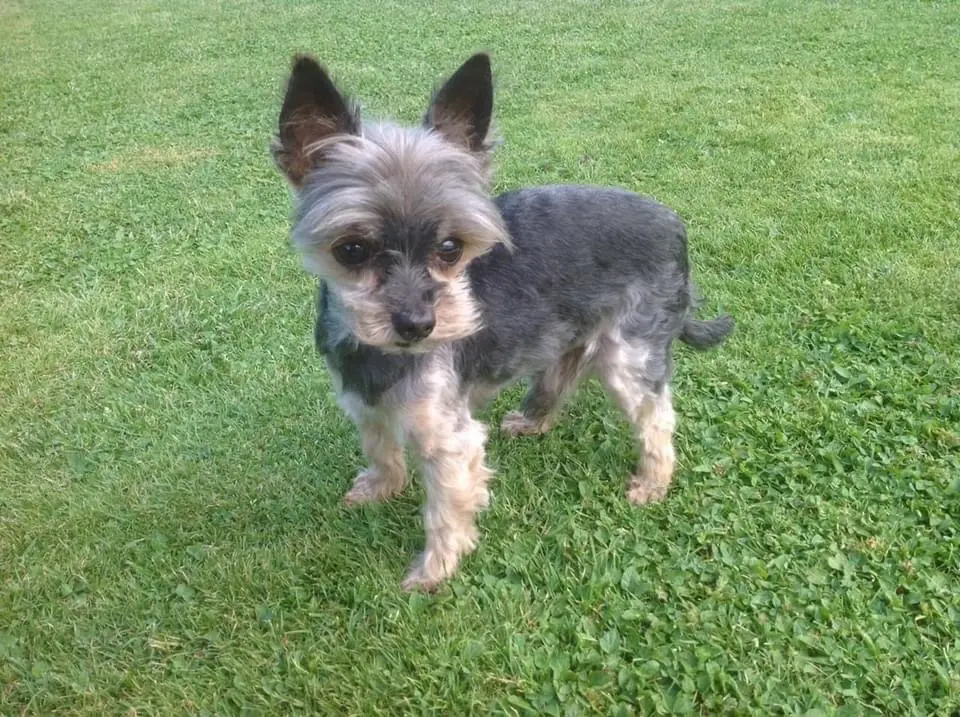 Image from Gismo