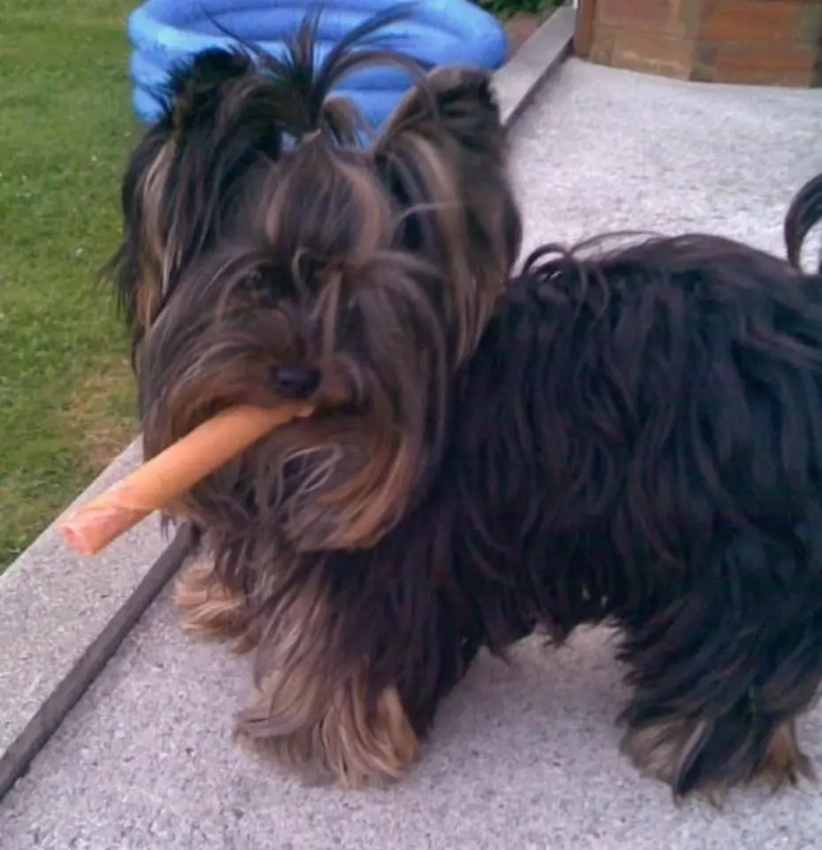Image from Gismo
