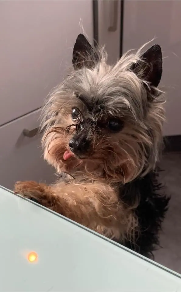 Image from Gismo