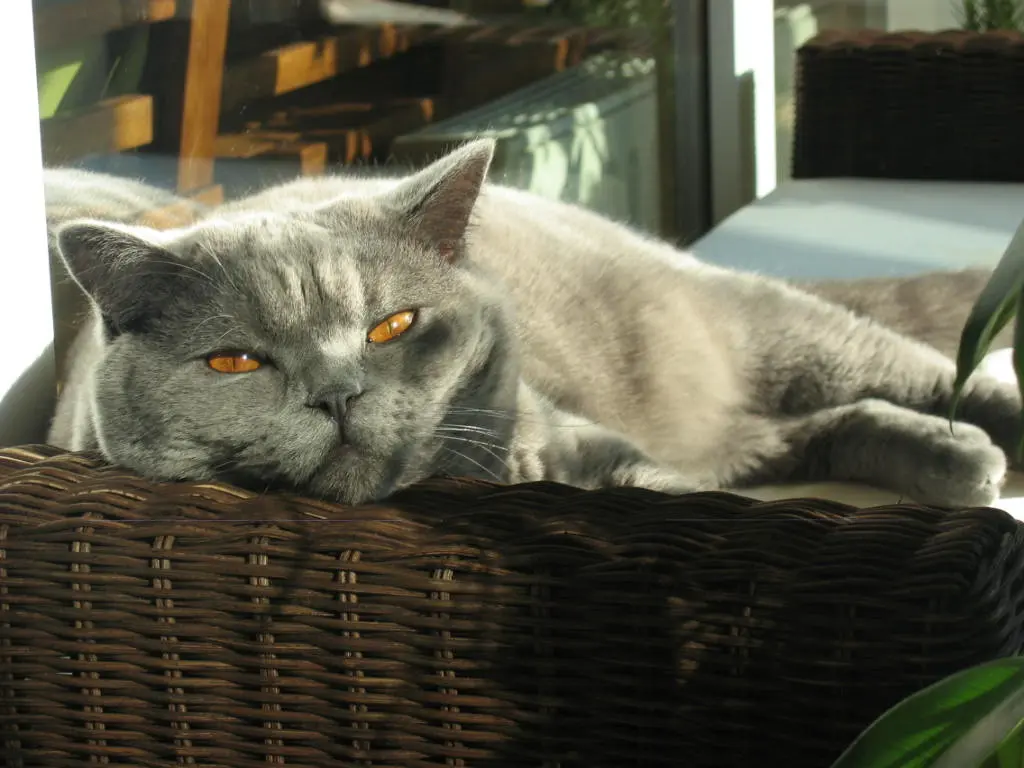 Image from Ghizmo