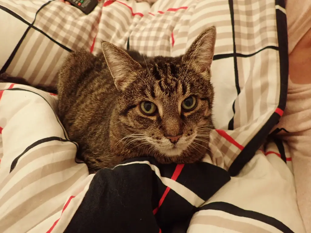 Andachtsbild von Regine 