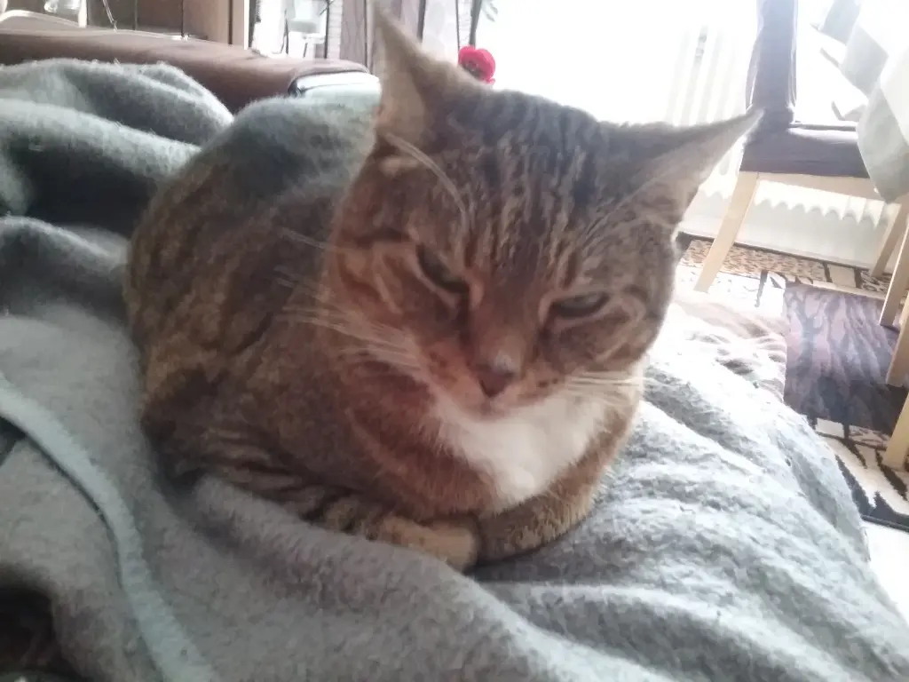 Image from Stinki