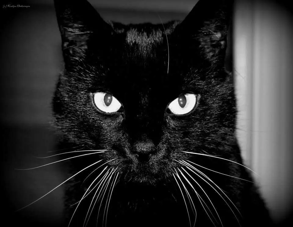 Image from Cleo
