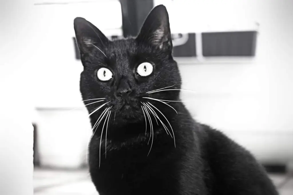 Image from Cleo