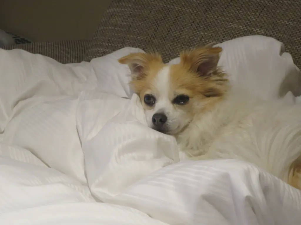 Condolence image of Norbert mit Seelenhund Sue