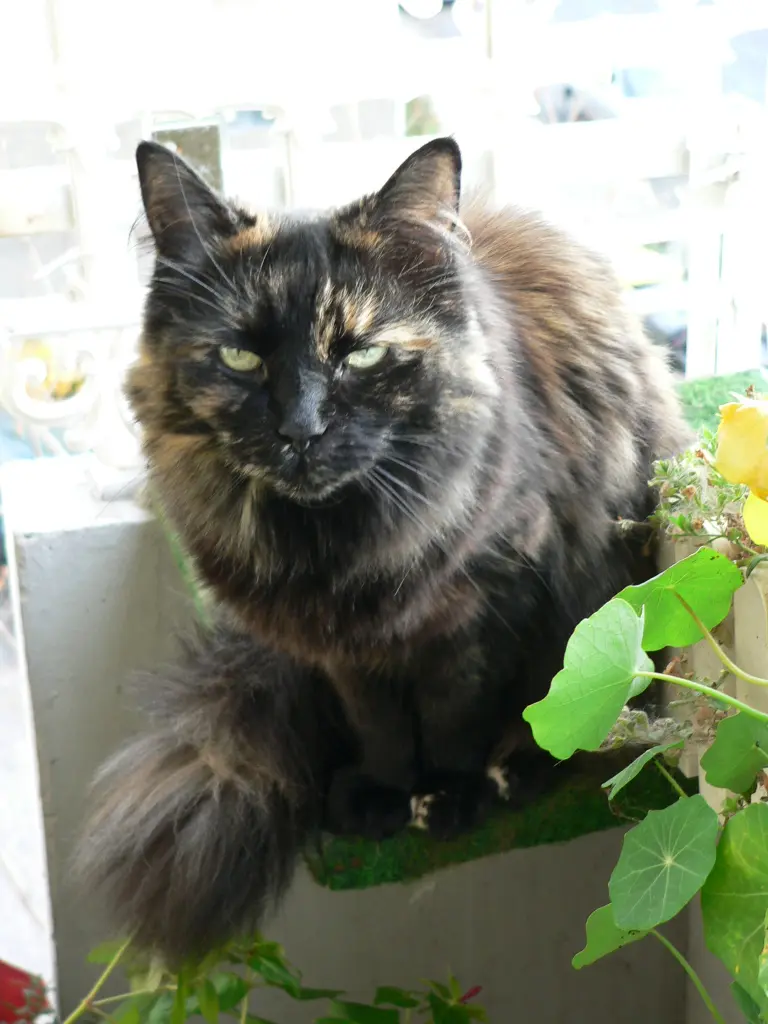 Image from Klara