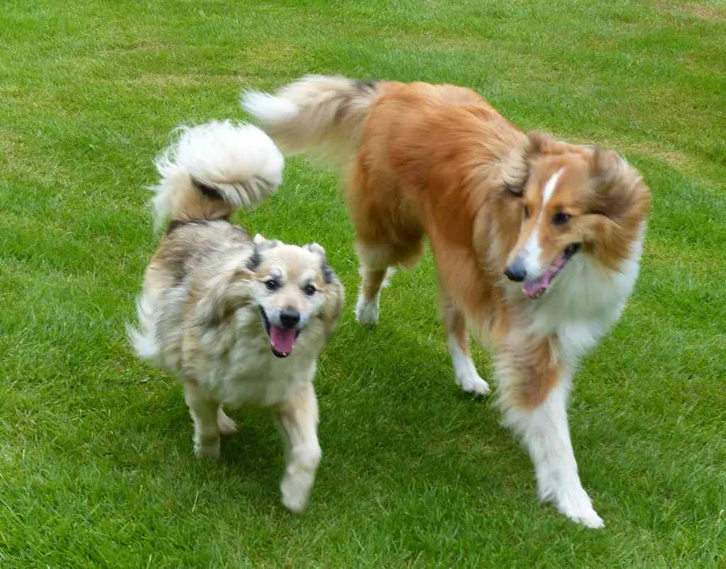 Andachtsbild von Collie in Not