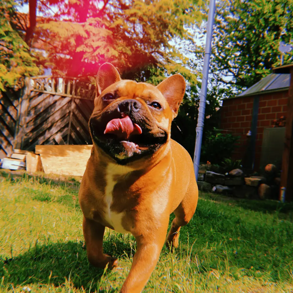 Image from Koda