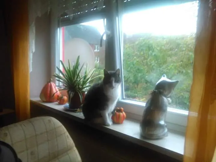 Image from Sammy