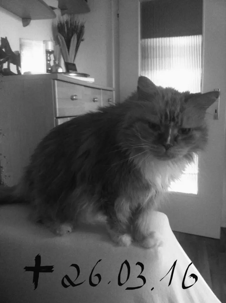 Image from Gismo