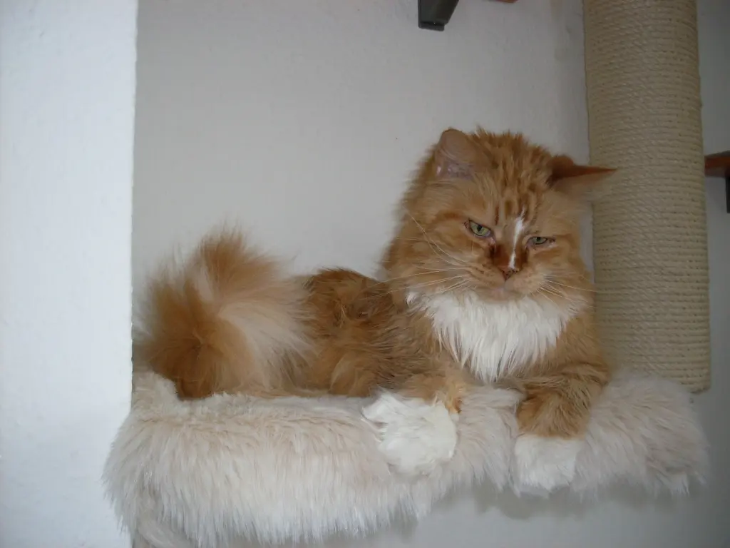 Image from Gismo