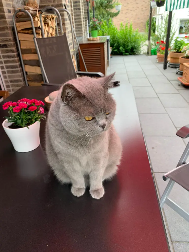 Image from Mäuschen