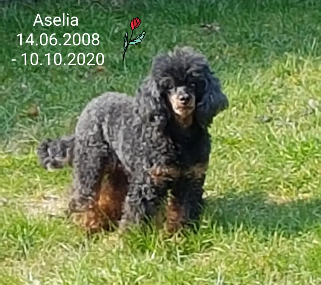 Image from Aselia