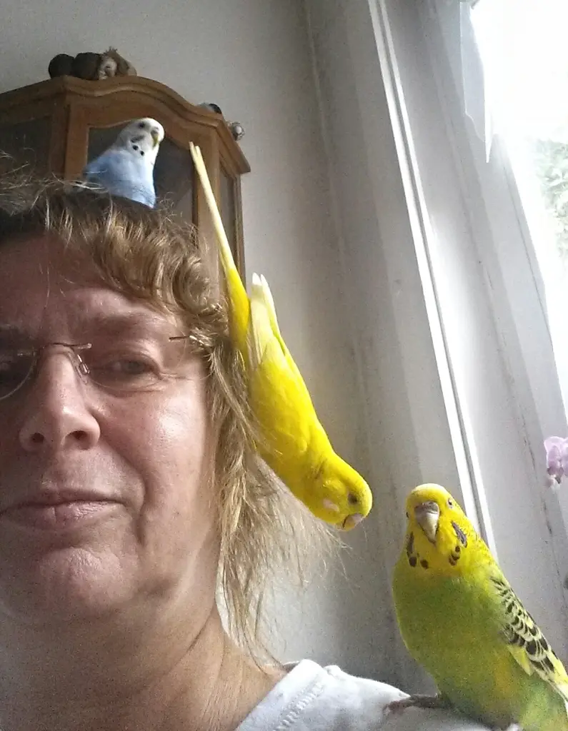 Image from Kiwi