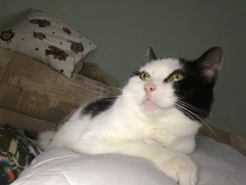 Image from Pauline