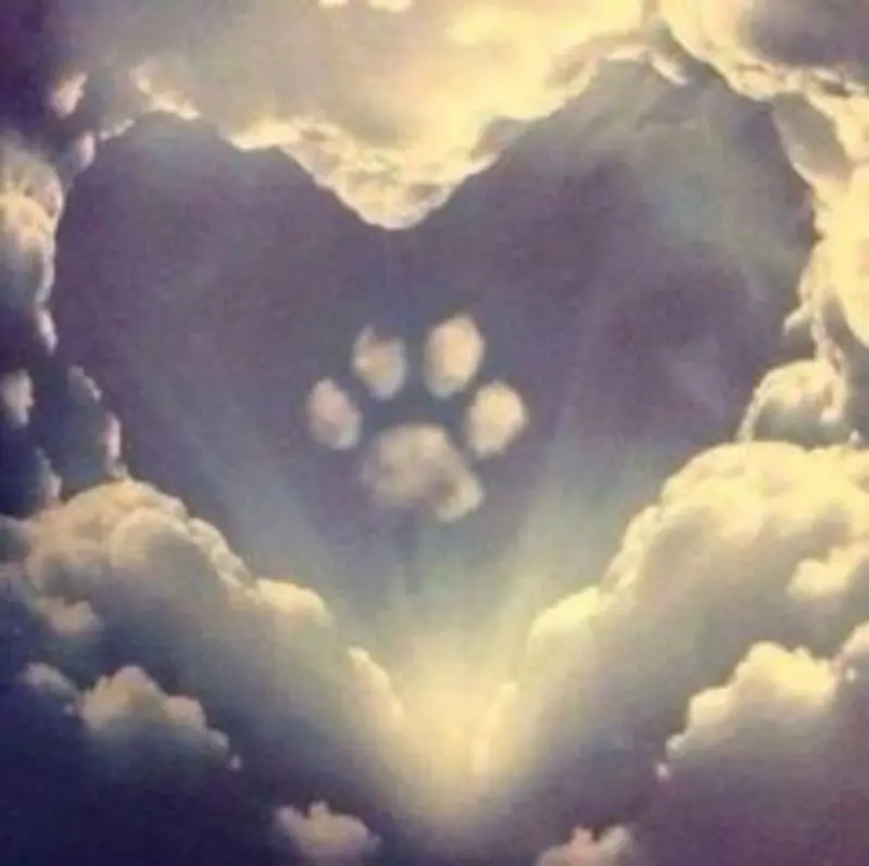 Condolence image of Jeannette mit Sisi und Lissy im ❤️