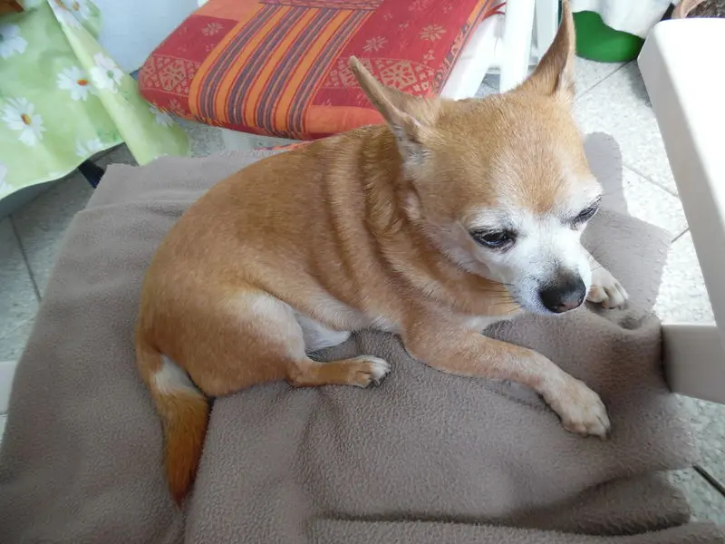 Condolence image of Irene mit *Jimmy * für immer im Herzen