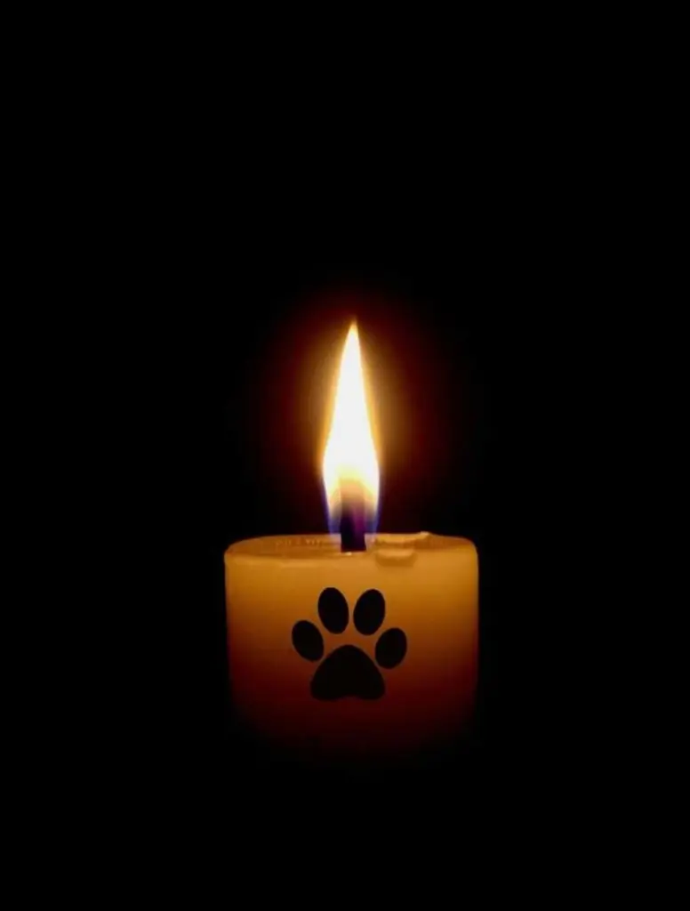 Condolence image of Dein Frauchen 