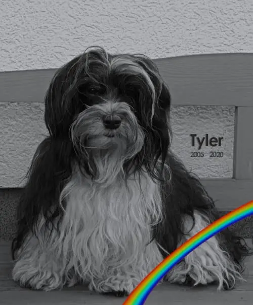 Image from Tyler