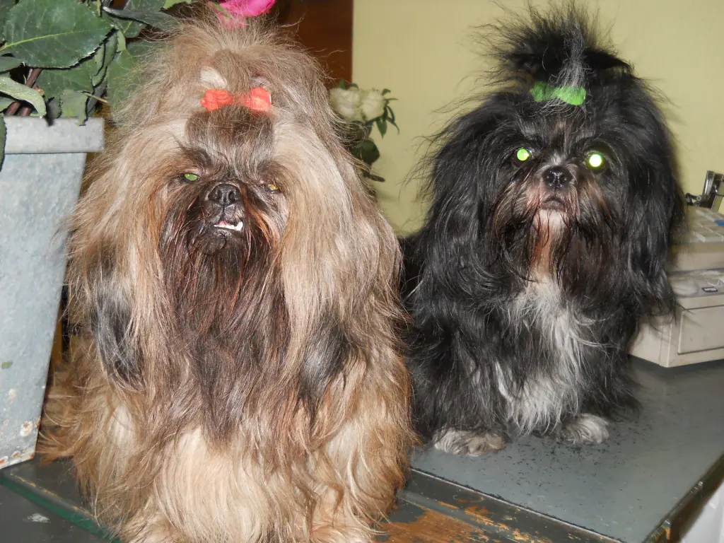 Image from O`Shea of happy little lions