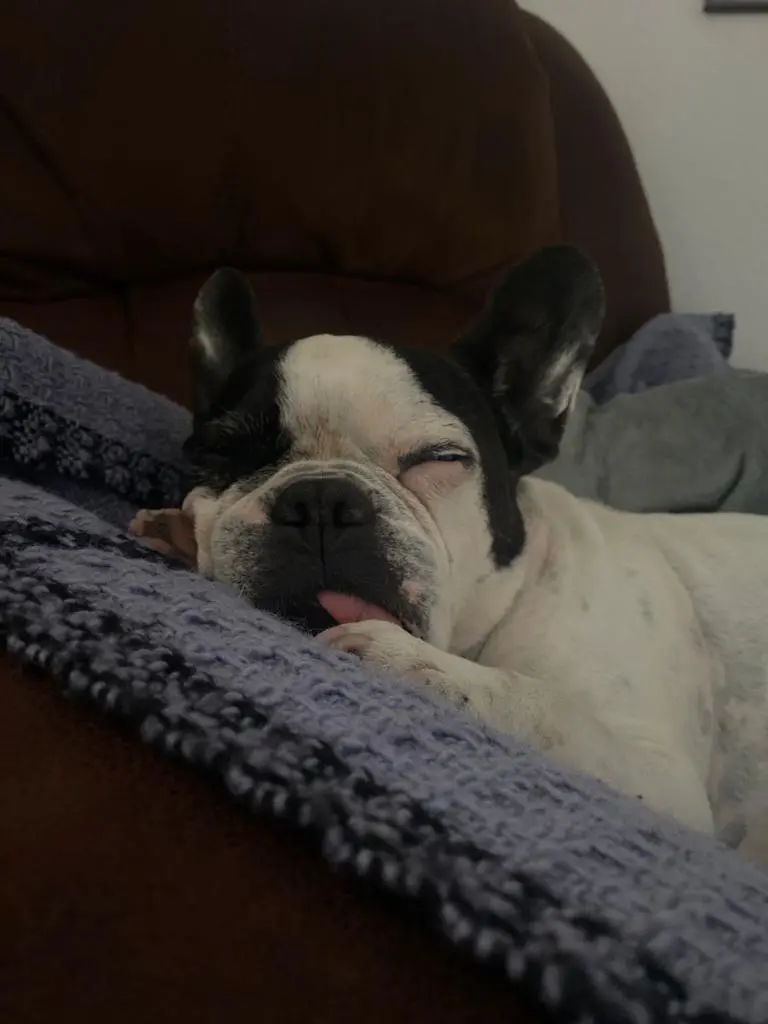 Image from Butch