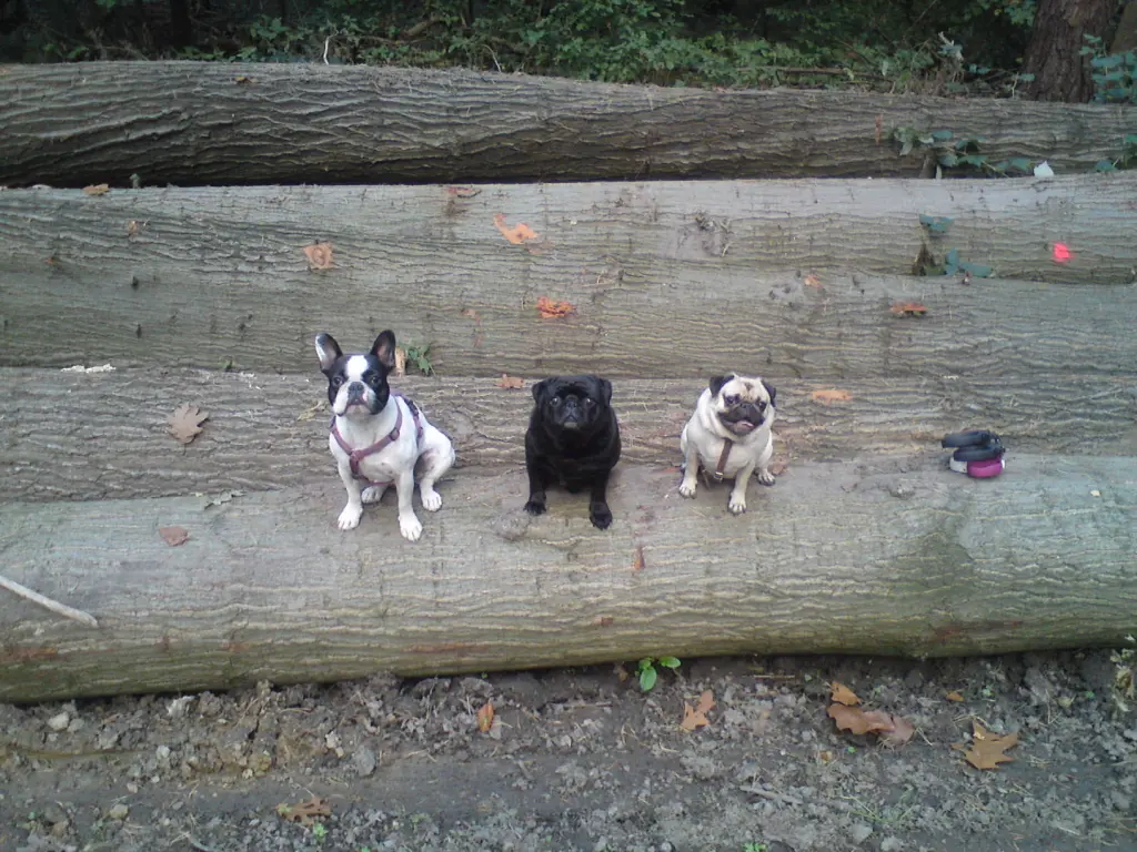 Condolence image of Carmen und Timmi mit Betty und Nuri