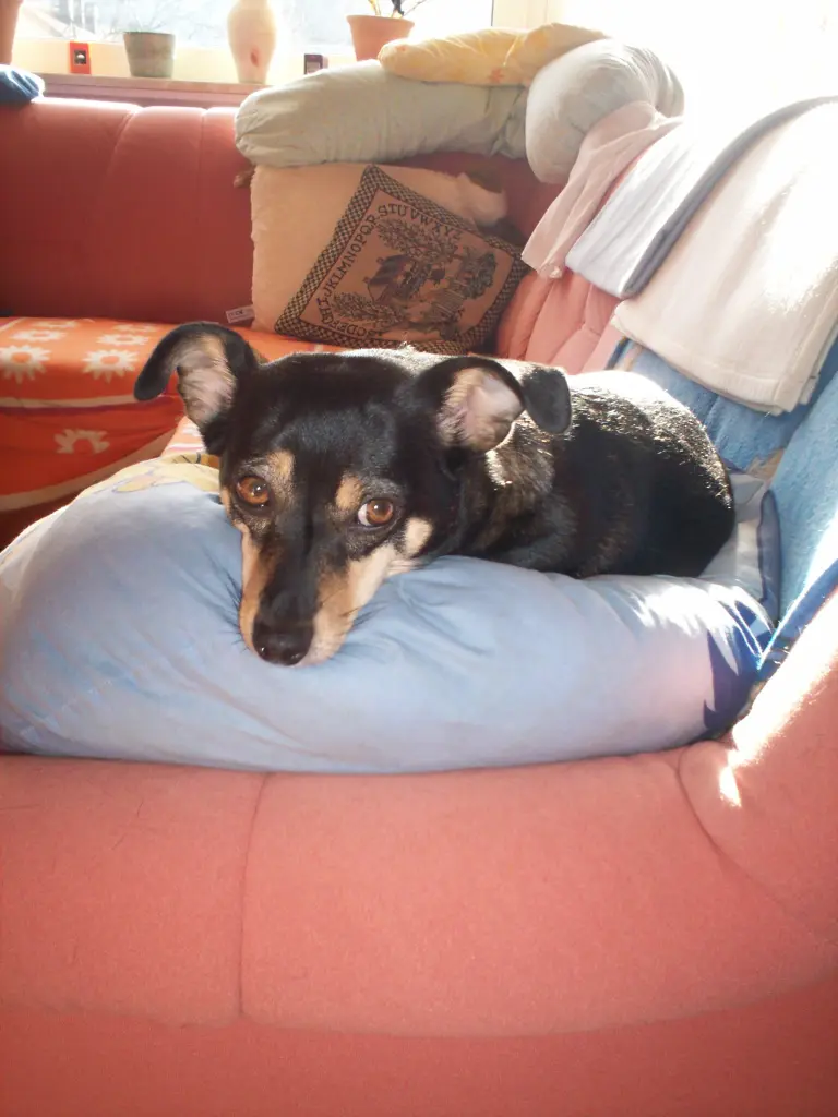 Image from Lucky