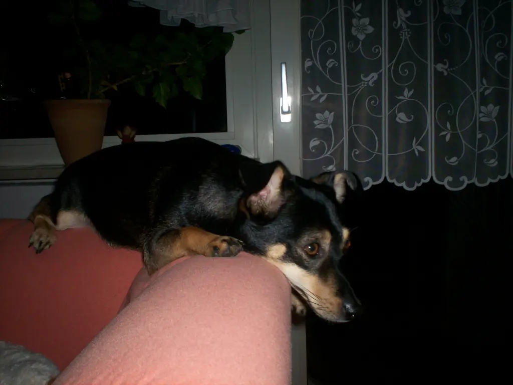 Image from Lucky