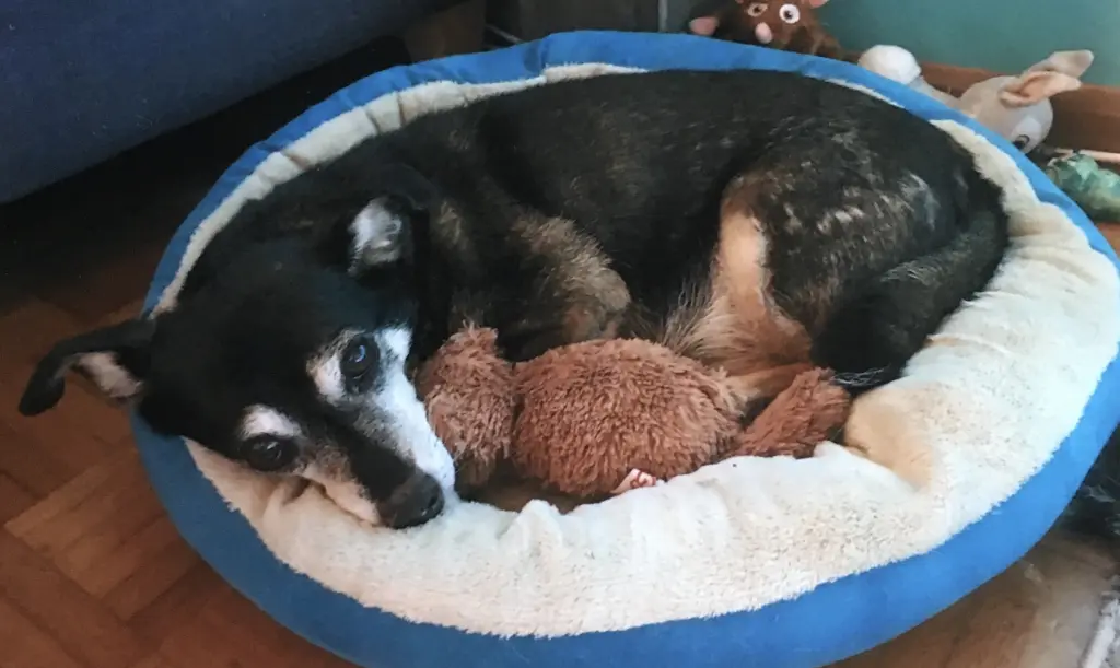 Condolence image of Manuela mit Lucky im Herzen 