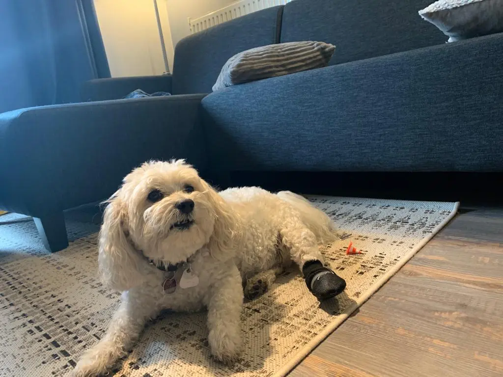 Image from Felix