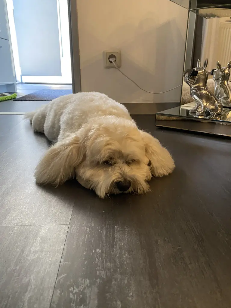 Image from Felix
