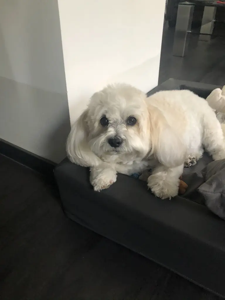 Image from Felix