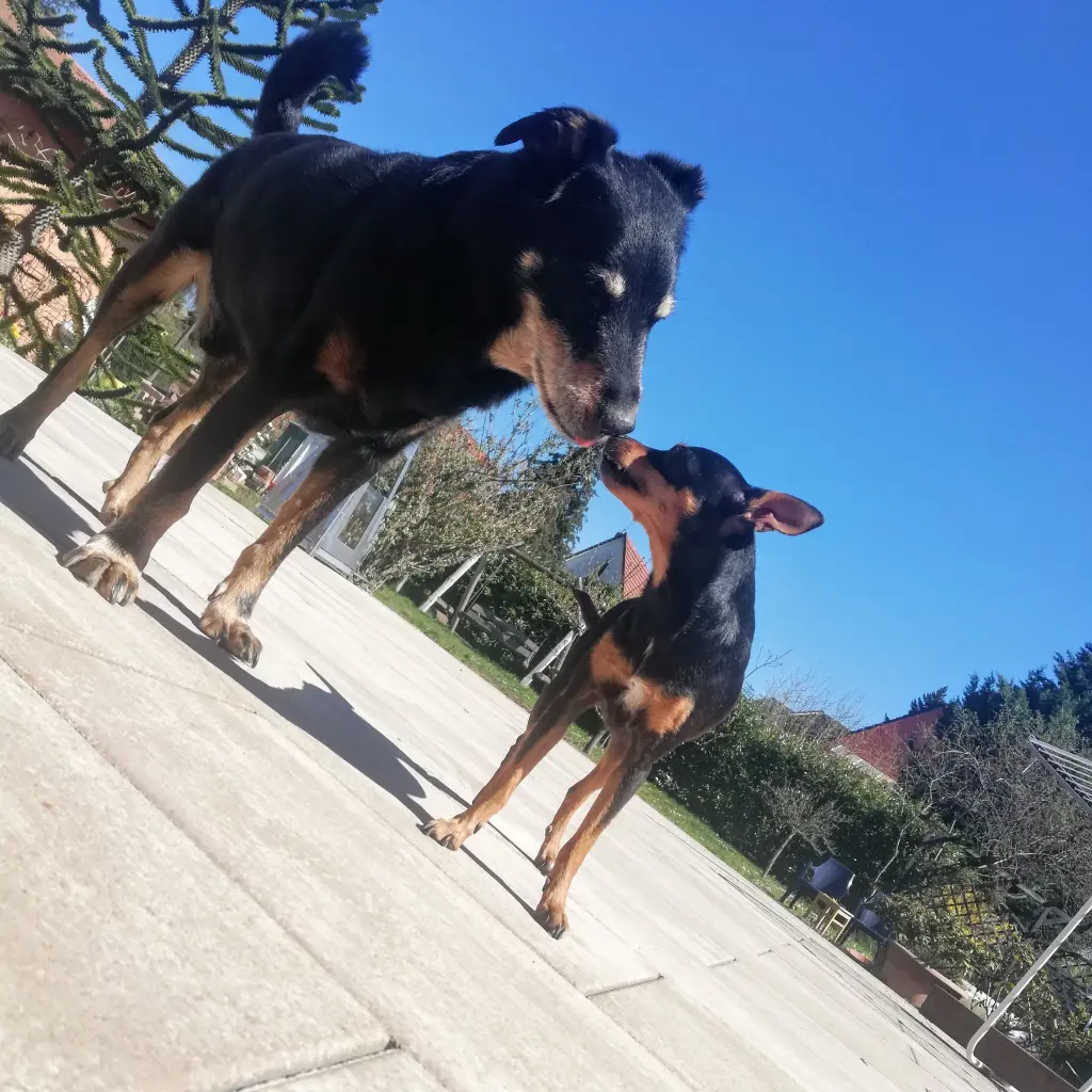 Image from Rolli
