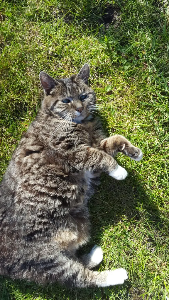 Image from Pussy