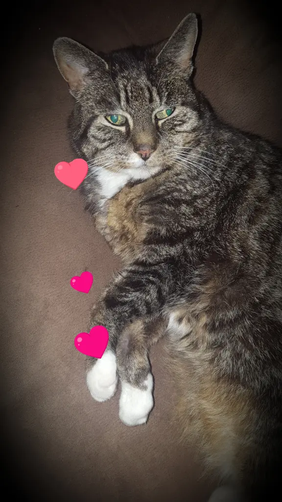Image from Pussy