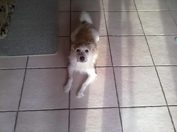 Andachtsbild von Unbekannt