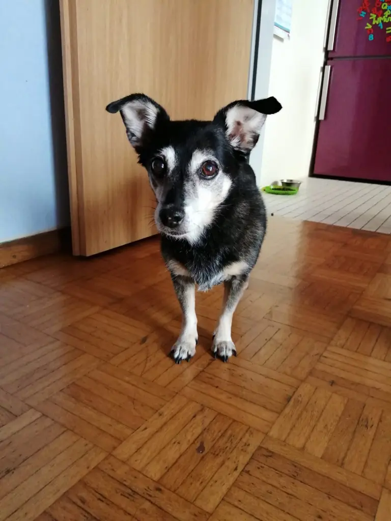 Andachtsbild von Manuela mit Lucky im Herzen