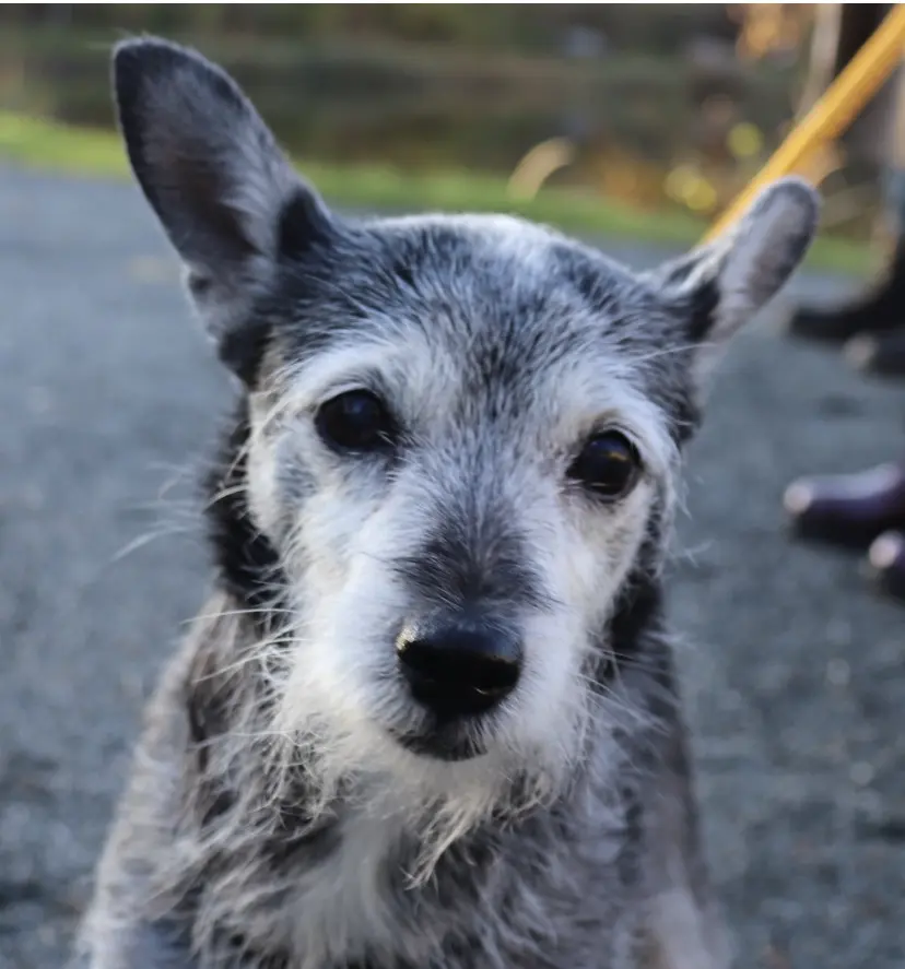 Bild von Laika