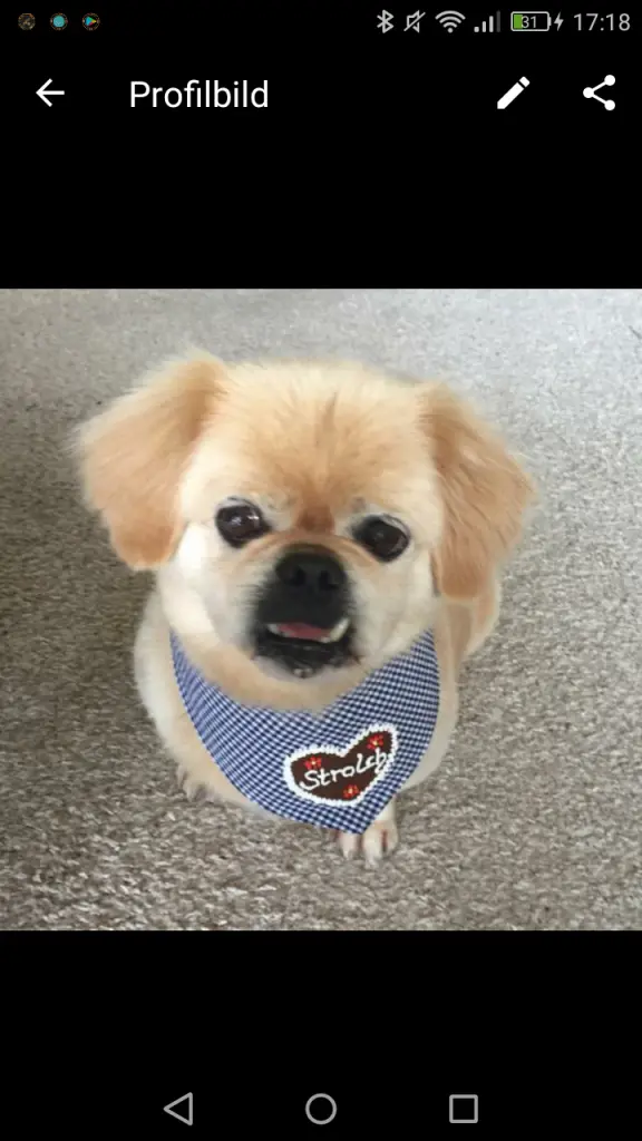 Image from Gizmo