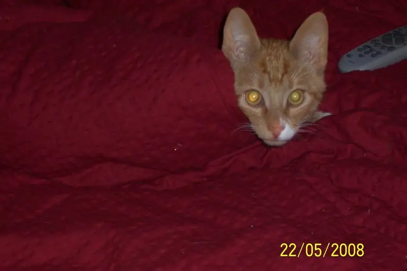 Image from Tiger