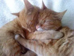 Image from Tiger